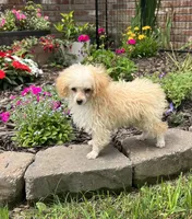 Pixie , a female Poodle - Toy  for sale in Seymour, MO – 4 of 4