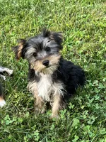 Jax, a male Yorkshire Terrier for sale in Seymour, MO – Photo 3 of 7