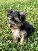 Jax, a male Yorkshire Terrier for sale in Seymour, MO – Photo 4 of 7