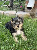 Jax, a male Yorkshire Terrier for sale in Seymour, MO – Photo 5 of 7