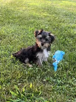 Jax, a male Yorkshire Terrier for sale in Seymour, MO – Photo 2 of 7