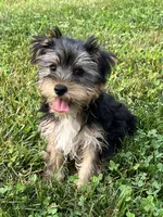 Jax, a male Yorkshire Terrier for sale in Seymour, MO – Photo 1 of 7
