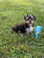 Jax, a male Yorkshire Terrier for sale in Seymour, MO – Photo 7 of 7