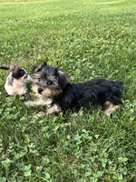 Jax, a male Yorkshire Terrier for sale in Seymour, MO – Photo 6 of 7