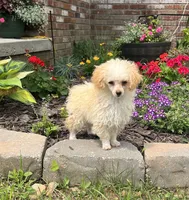 Pixie , a female Poodle - Toy  for sale in Seymour, MO – 2 of 4