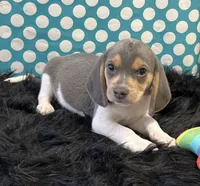 Blu, a male Beagle for sale in Seymour, MO – Photo 1 of 3