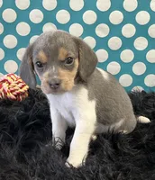 Blu, a male Beagle for sale in Seymour, MO – Photo 3 of 3