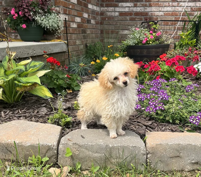 Pixie  – Poodle - Toy  puppy for sale in Seymour, MO