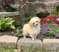 Pixie , a female Poodle - Toy  for sale in Seymour, MO – 1 of 4