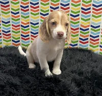 Autumn, a female Beagle for sale in Seymour, MO – Photo 3 of 4