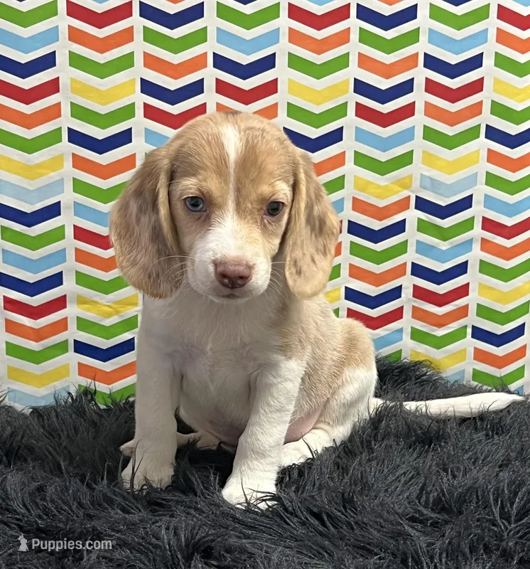 Autumn, a female Beagle for sale in Seymour, MO – Photo 1 of 4