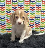 Autumn, a female Beagle for sale in Seymour, MO – Photo 1 of 4