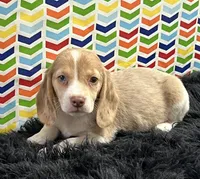 Autumn, a female Beagle for sale in Seymour, MO – Photo 2 of 4