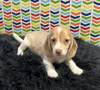 Autumn, a female Beagle for sale in Seymour, MO – Photo 4 of 4