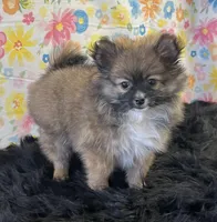 Gizmo, a male Pomeranian for sale in Seymour, MO – Photo 5 of 5