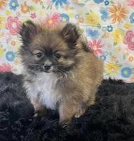 Gizmo, a male Pomeranian for sale in Seymour, MO – Photo 4 of 5