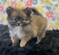 Gizmo, a male Pomeranian for sale in Seymour, MO – Photo 3 of 5
