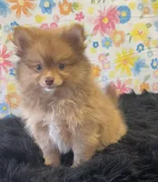 Lucky, a male Pomeranian for sale in Seymour, MO – Photo 5 of 7