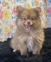 Lucky, a male Pomeranian for sale in Seymour, MO – Photo 1 of 7