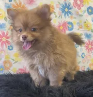 Lucky, a male Pomeranian for sale in Seymour, MO – Photo 3 of 7