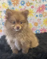 Lucky, a male Pomeranian for sale in Seymour, MO – Photo 6 of 7