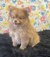Lucky, a male Pomeranian for sale in Seymour, MO – Photo 4 of 7