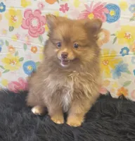 Lucky, a male Pomeranian for sale in Seymour, MO – Photo 2 of 7