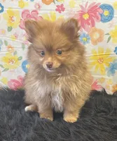 Lucky, a male Pomeranian for sale in Seymour, MO – Photo 7 of 7