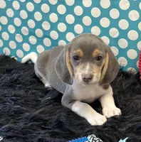 Trooper, a male Beagle for sale in Seymour, MO – Photo 2 of 4