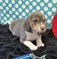 Trooper, a male Beagle for sale in Seymour, MO – Photo 4 of 4