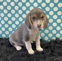 Trooper, a male Beagle for sale in Seymour, MO – Photo 1 of 4
