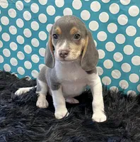 Trooper, a male Beagle for sale in Seymour, MO – Photo 3 of 4