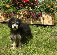 Piper, a female Poodle - Miniature  for sale in Seymour, MO – Photo 7 of 7