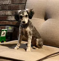 Piper, a female Poodle - Miniature  for sale in Seymour, MO – Photo 6 of 7