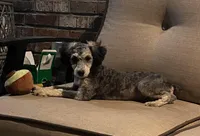 Piper, a female Poodle - Miniature  for sale in Seymour, MO – Photo 3 of 7