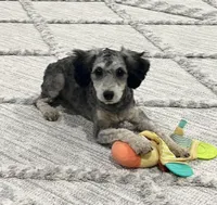 Piper, a female Poodle - Miniature  for sale in Seymour, MO – Photo 4 of 7