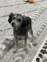 Piper, a female Poodle - Miniature  for sale in Seymour, MO – Photo 5 of 7