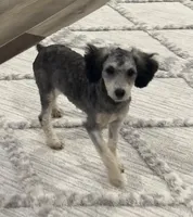 Piper, a female Poodle - Miniature  for sale in Seymour, MO – Photo 2 of 7