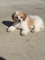 Honey, a female Poodle - Miniature  for sale in Seymour, MO – Photo 6 of 6