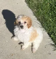 Honey, a female Poodle - Miniature  for sale in Seymour, MO – Photo 5 of 6