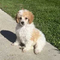Honey, a female Poodle - Miniature  for sale in Seymour, MO – Photo 4 of 6