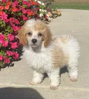 Honey, a female Poodle - Miniature  for sale in Seymour, MO – Photo 2 of 6