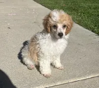 Honey, a female Poodle - Miniature  for sale in Seymour, MO – Photo 3 of 6