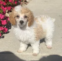 Honey, a female Poodle - Miniature  for sale in Seymour, MO – Photo 1 of 6