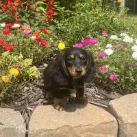 Duke, a male Miniature Dachshund for sale in Seymour, MO – Photo 3 of 6