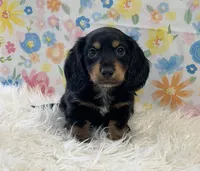 Duke, a male Miniature Dachshund for sale in Seymour, MO – Photo 6 of 6