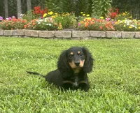 Duke, a male Miniature Dachshund for sale in Seymour, MO – Photo 2 of 6