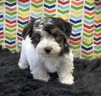 Jax, a male Yorkshire Terrier for sale in Seymour, MO – Photo 2 of 3