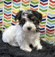 Jax, a male Yorkshire Terrier for sale in Seymour, MO – Photo 3 of 3