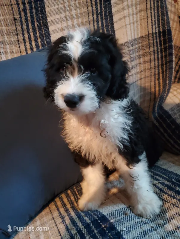 Otis – Sheepadoodle puppy for sale in Bellevue, IA